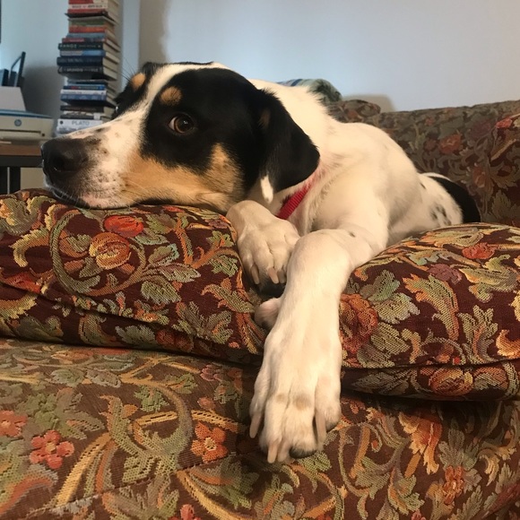 Meet your Posher, Rachel - Picture 4 of 4